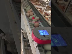 Akıllı Yumurta Sayıcısı