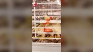 700 mm katman yüksekliği