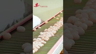Farmrob | Farmrob #poultryfarm #chicken tarafından tasarlanıp üretilen stabil yumurta toplama sistemi