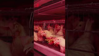 Farmrob | Tavukların mutlu yaşamı #kümes hayvanları çiftliği #imalat #