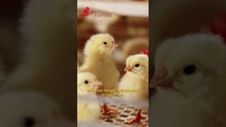 Farmrob | Yarkalar için otomatik yemleme ve içme sistemleri #tarım #imalat #tavuk çiftliği